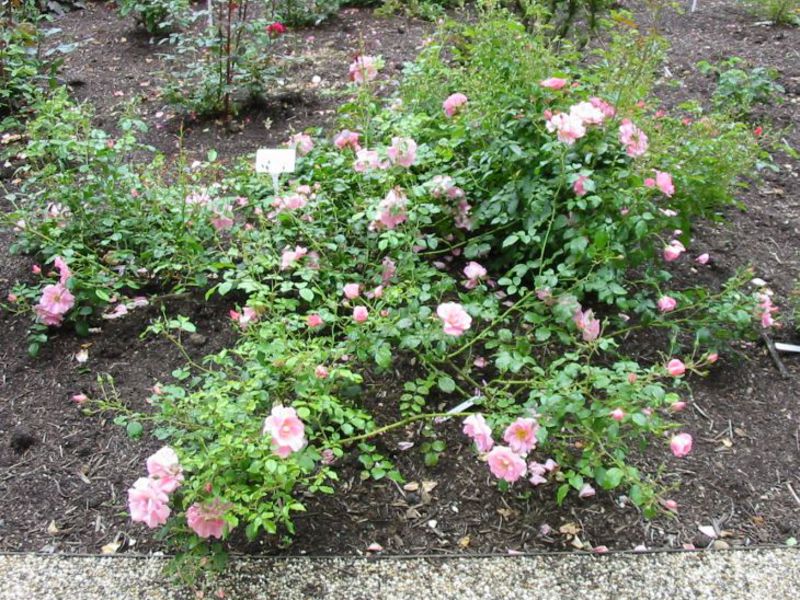 Ground cover roses look picturesque