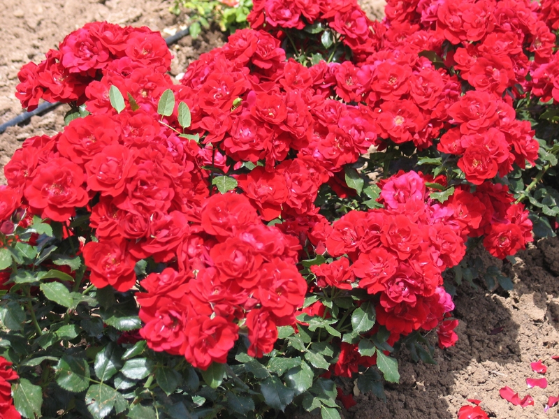 The best varieties of ground cover roses.