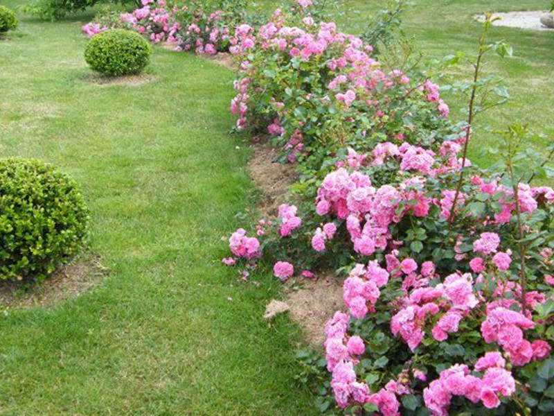 Climbing large-flowered roses.