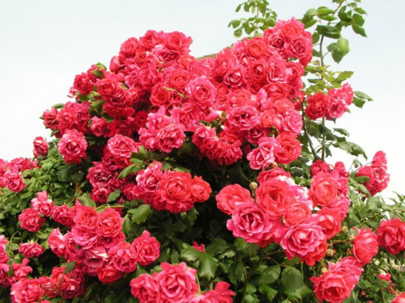 Features of growing roses