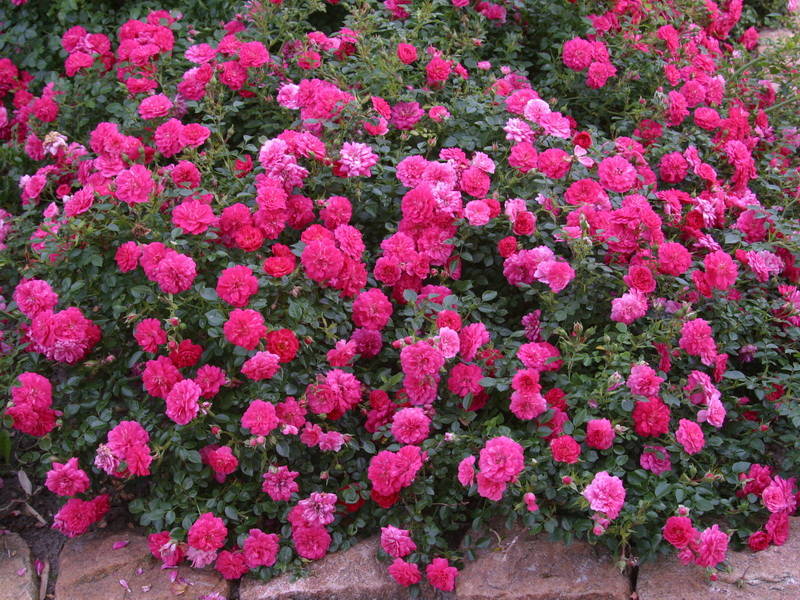 Ground cover roses look picturesque