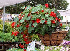 Description of nasturtium flowers