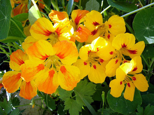 Characteristics of small nasturtium