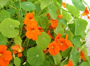 Properties of large nasturtium