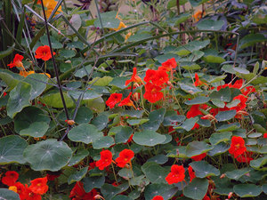 Description of shield nasturtium