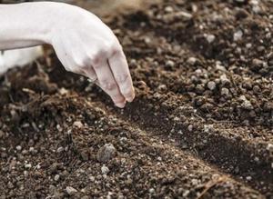 Planting dates and rules for nasturtium seeds in open ground