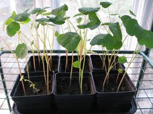 Nuances of growing nasturtium from seeds at home