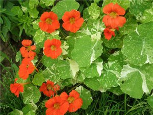 List of pests and diseases of nasturtium and methods of control