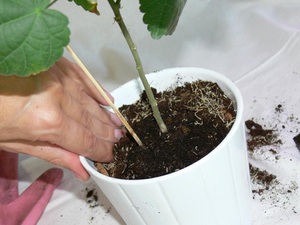 Description of the method of propagation of abutilon by cuttings