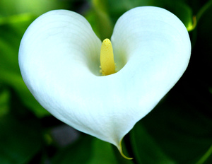 Calla flower meaning