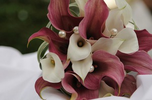 What is another calla flower called