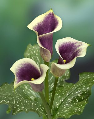 About calla flower