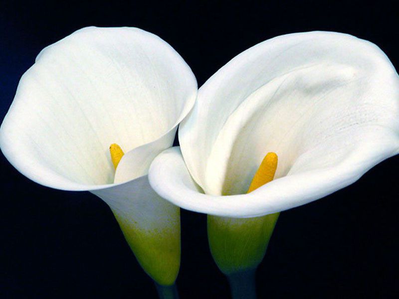 What is a calla flower