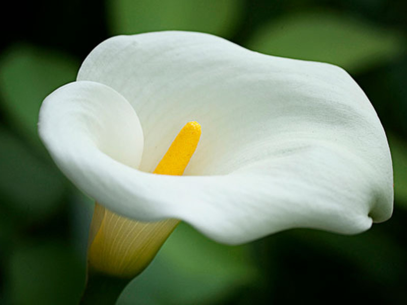 How to care for calla flowers