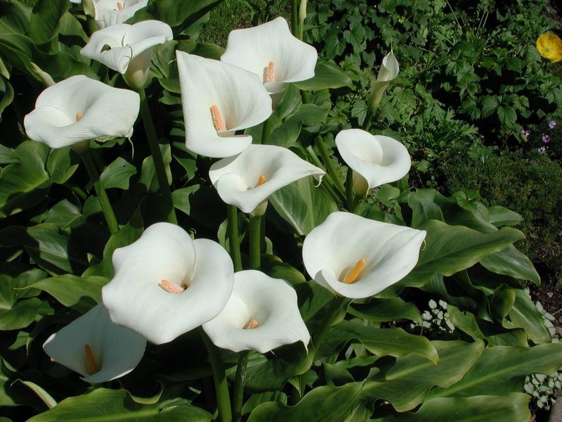 White calla