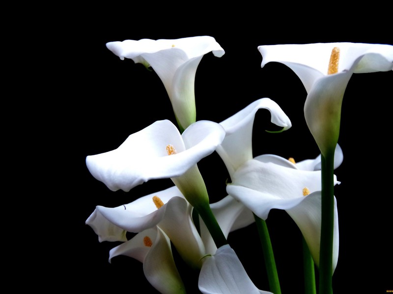 How to create conditions for calla lilies