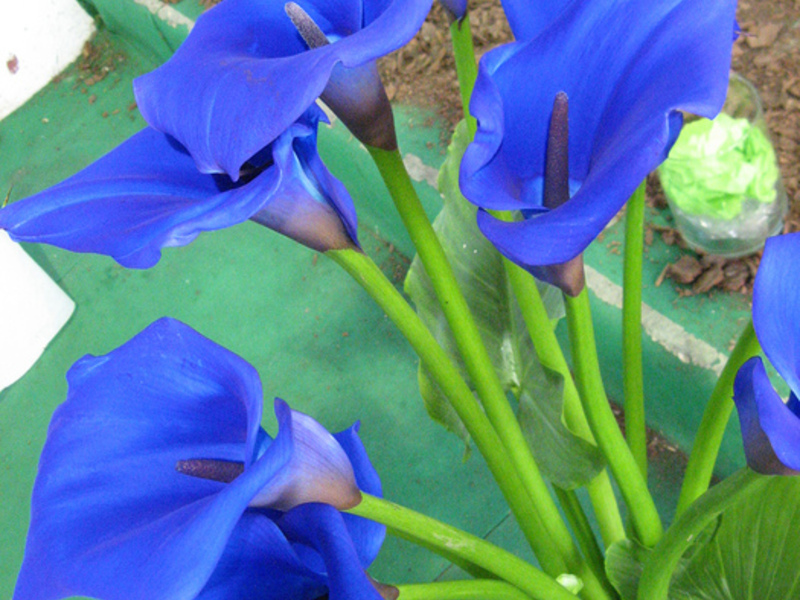 Calla lilies or calla lilies