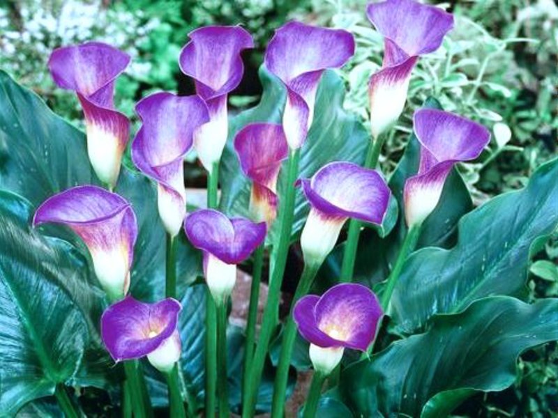 Bouquet of multicolored calla lilies