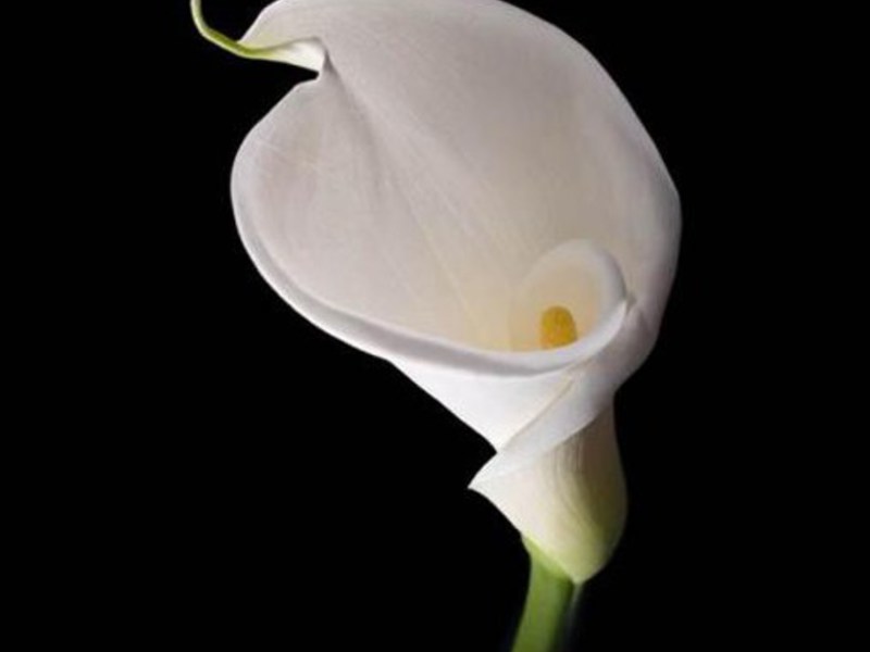 White calla