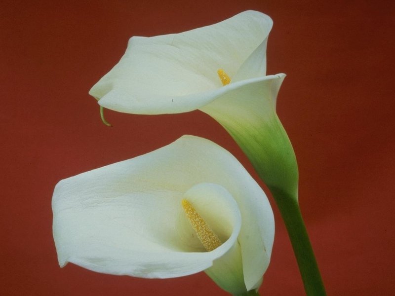 Calla lilies are always popular