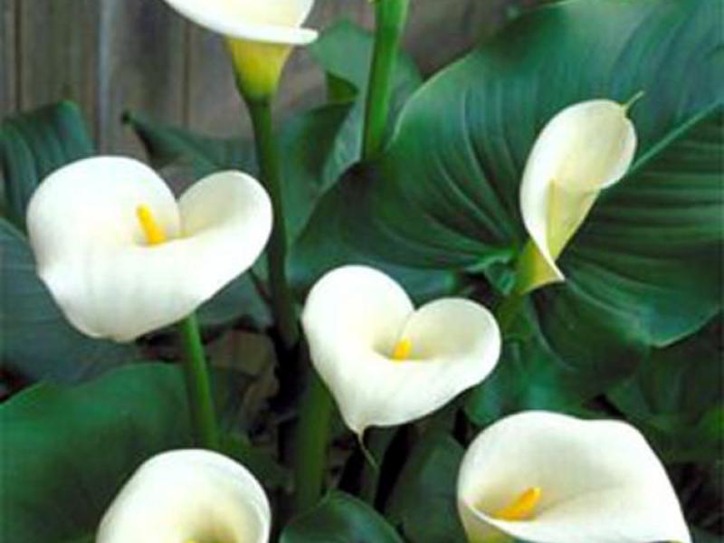 Graceful calla flower