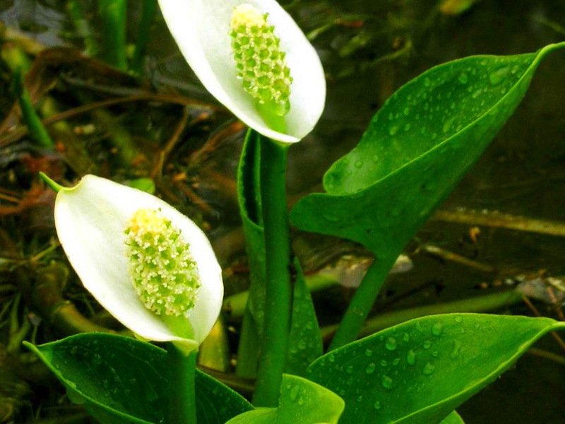 Calla lilies