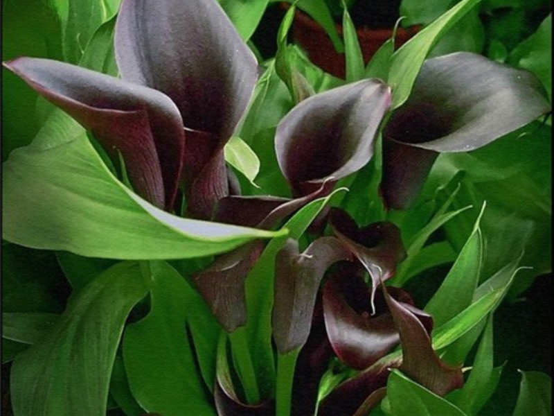 How to care for calla flowers