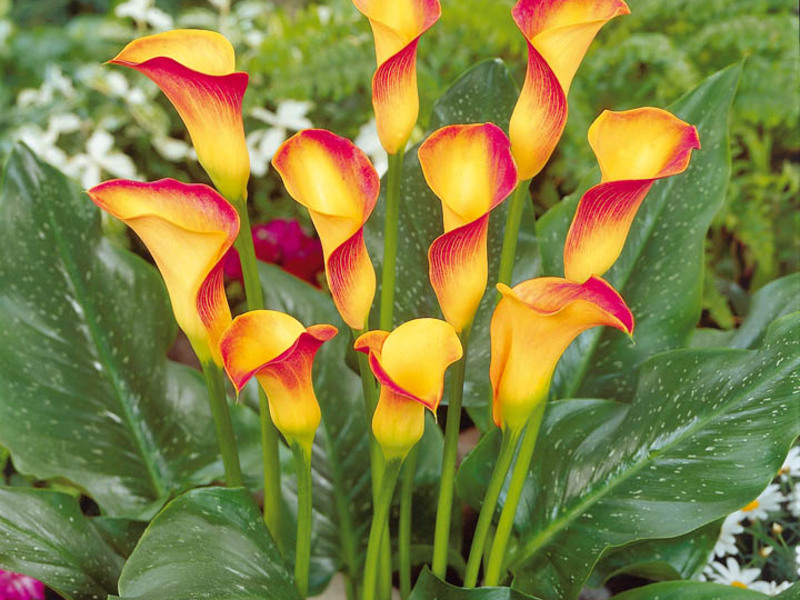 Blooming calla