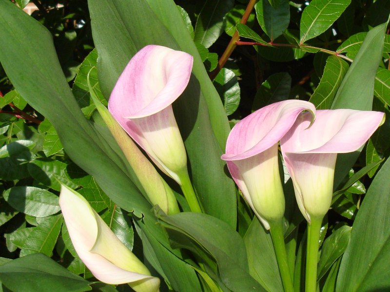 Calla flower varieties