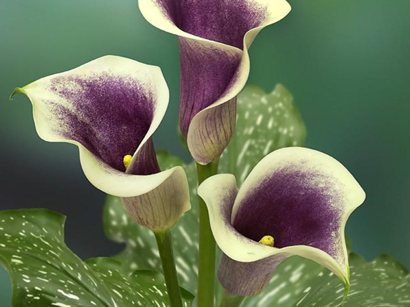 How to grow a calla flower