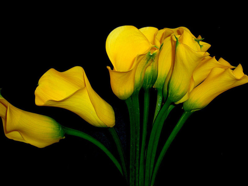 Calla flowers