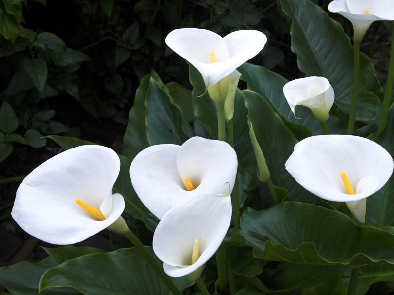 Calla flower meaning