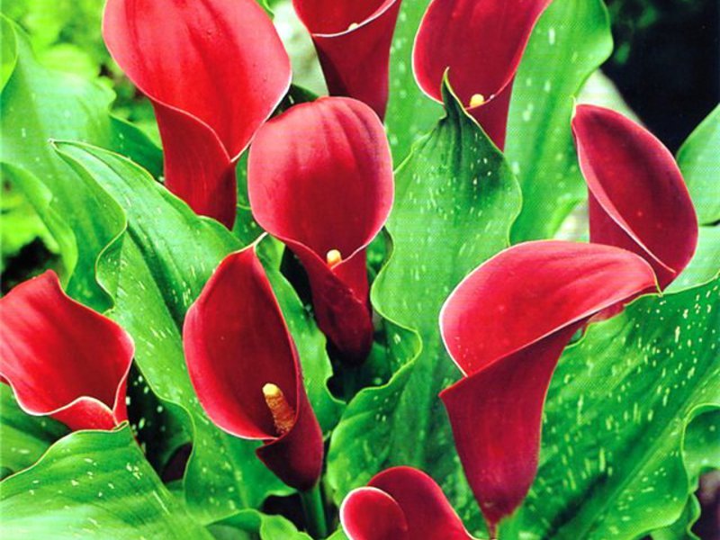 How to care for calla flowers