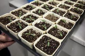 Catharanthus planting rules