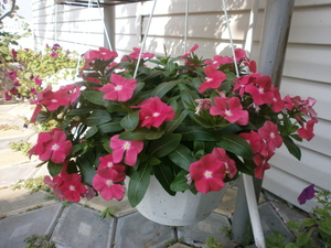 Sowing catharanthus seeds