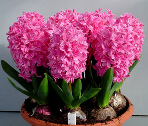 How to properly care for hyacinths