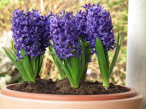 Adorable spring primrose - hyacinth