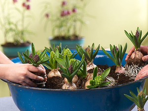 Hyacinth bulb in a pot