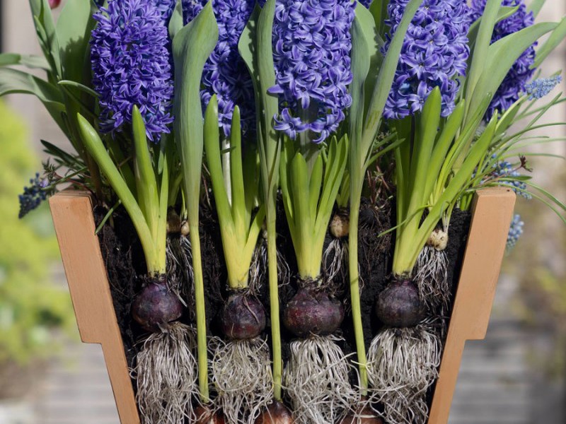 Autumn planting of hyacinths