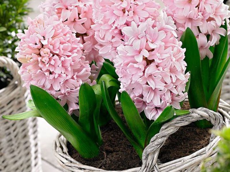 Autumn planting of hyacinths