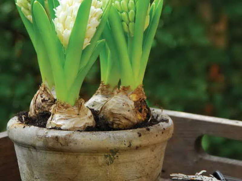 Hyacinth care rules