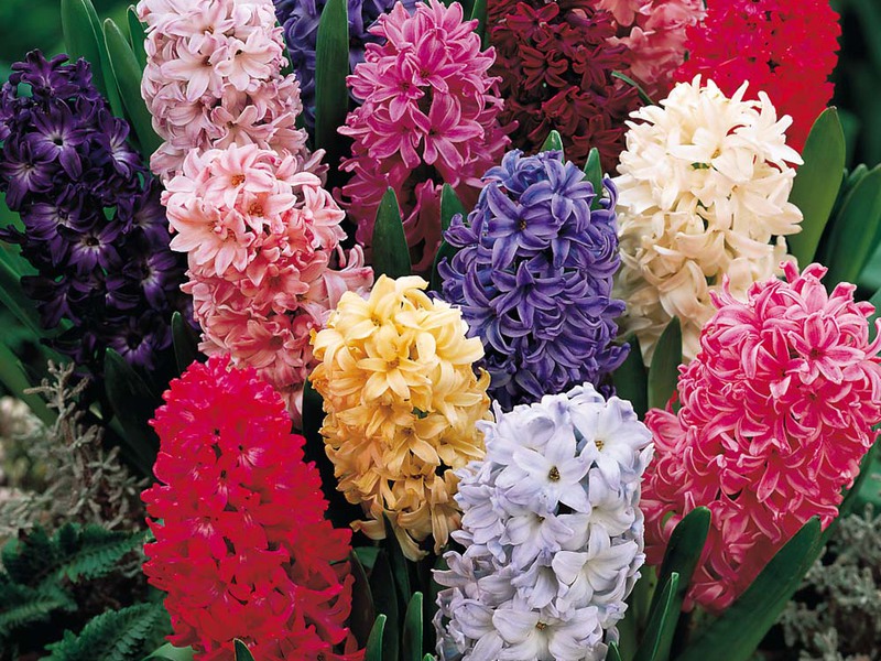 How to grow hyacinths at home