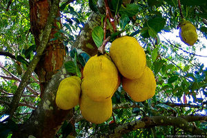 Jack fruit