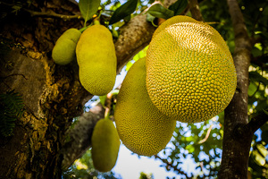 How are breadfruit used