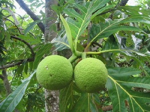 Breadfruit plant