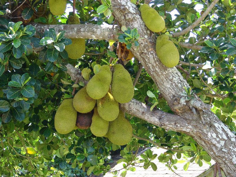 What is breadfruit