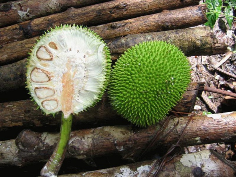 Description of the breadfruit