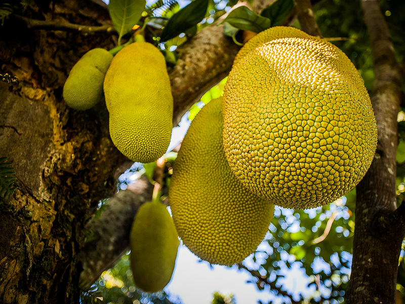 Jack fruit