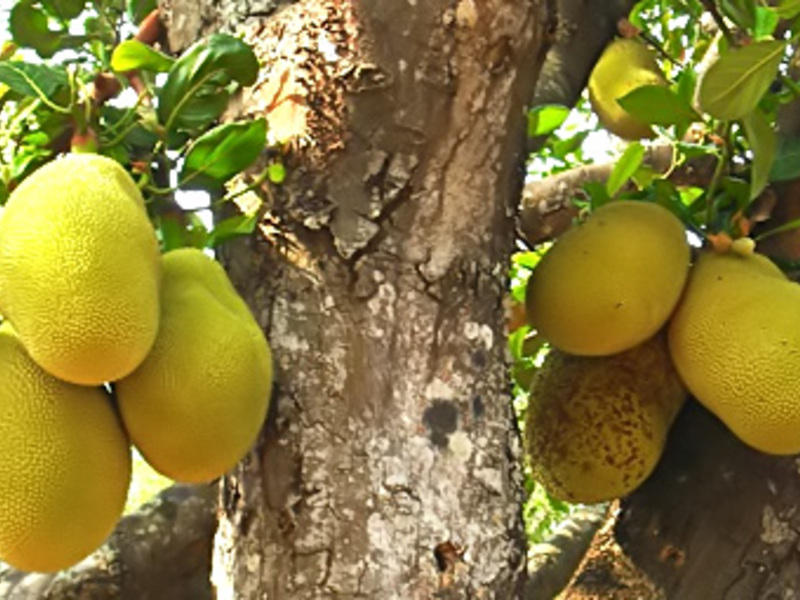 Fruit jack fruit