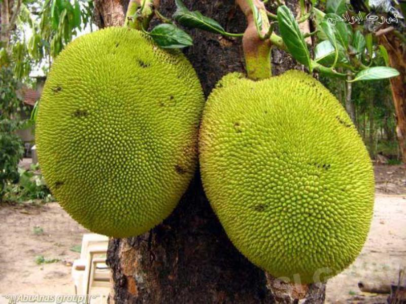 How are breadfruit used